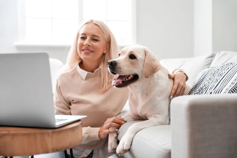 Mature woman with cute Labrador dog using laptop at home