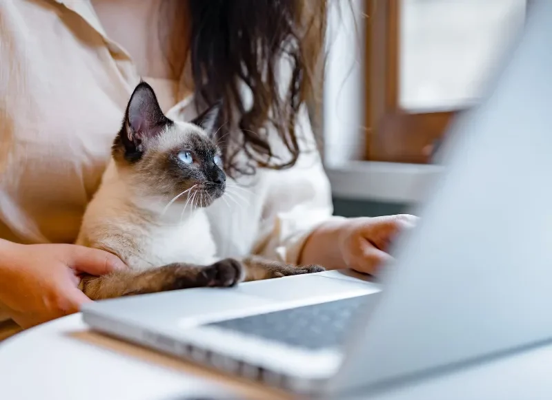 Woman and cat looking at the laptop