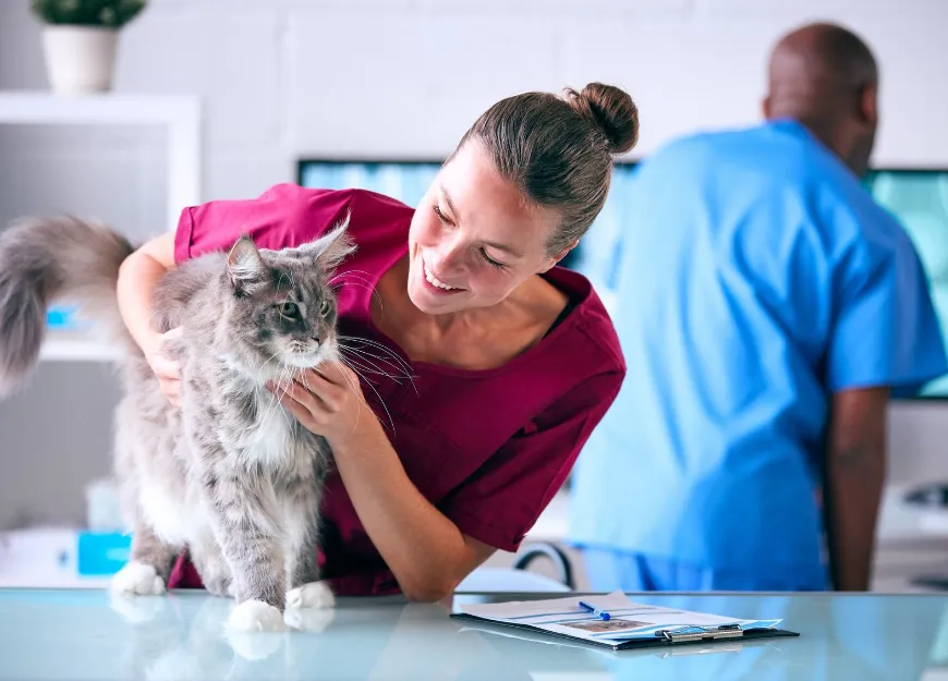 Female Veterinarian checking the cat
