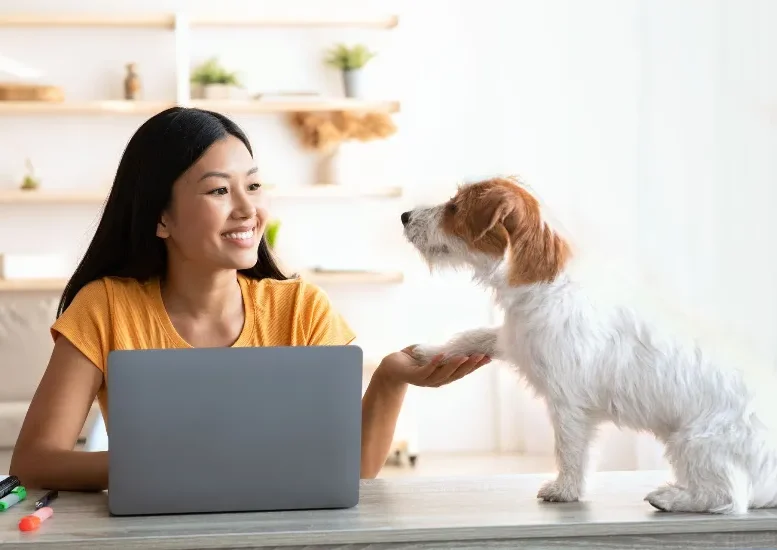 Adorable long coat small dog giving paw his female owner