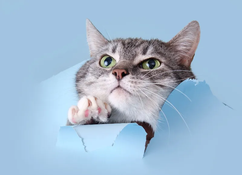 Specialist Vet Marketing - Paper in a digital world gray cat crawled through a hole on a blue background.