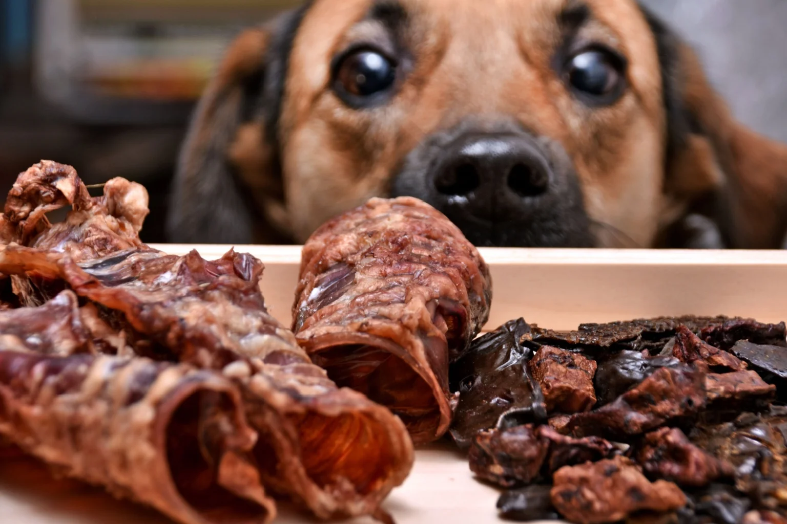 Dog looking at pet treats and raw food featured in SVMG veterinary marketing and pet nutrition.