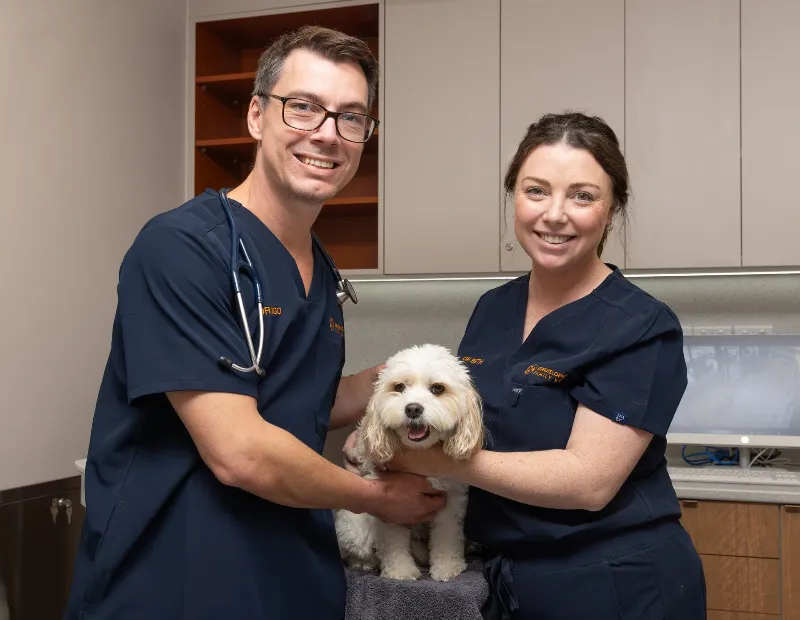 Veterinary professionals with a dog during a clinic consultation featured in SVMG veterinary marketing and branding .