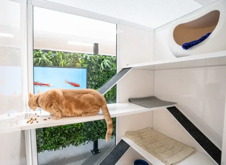 Cat exploring a modern feline-friendly veterinary clinic space featured in SVMG veterinary website and branding content.