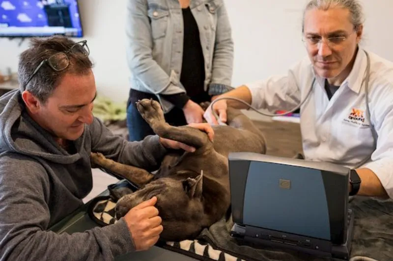 Veterinarian and assistants checking the dog.