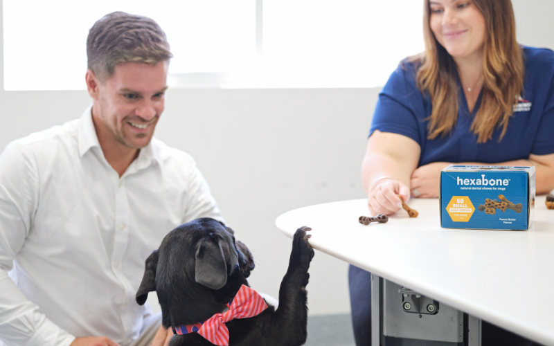 SVMG client consultation featuring a dog engaging during a veterinary marketing and pet product discussion.