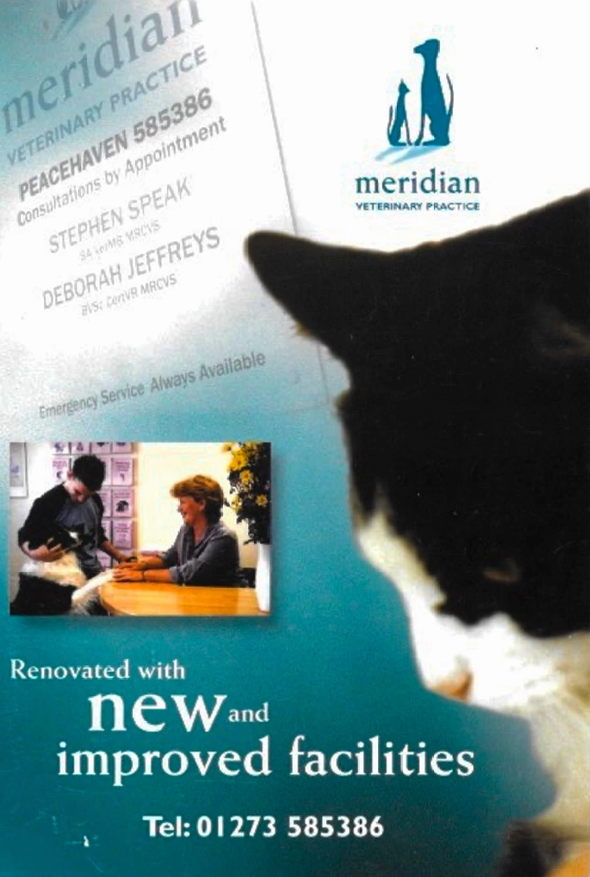 Cat viewing a veterinary practice promotional flyer supporting SVMG clinic branding and client engagement marketing