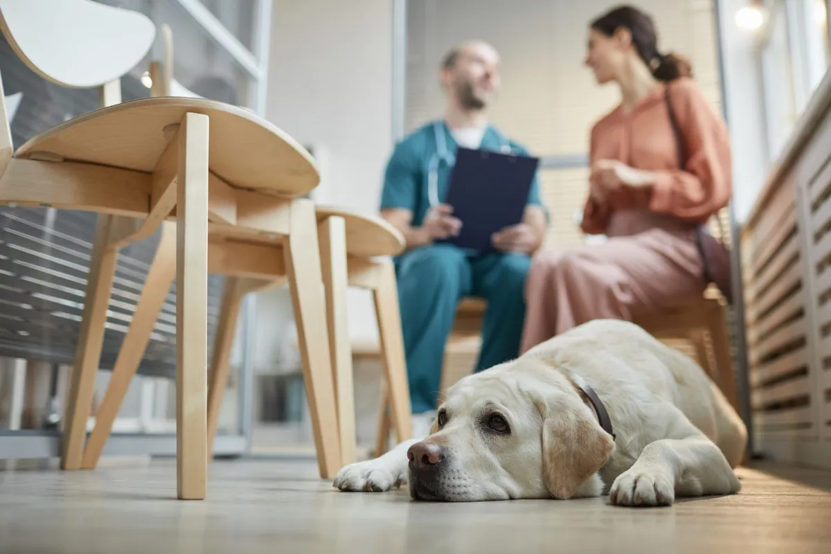 Dog resting calmly on the clinic floor while a veterinarian consults with a pet owner in the background, highlighting trust, patient care, and veterinary communication in a calm clinical environment.