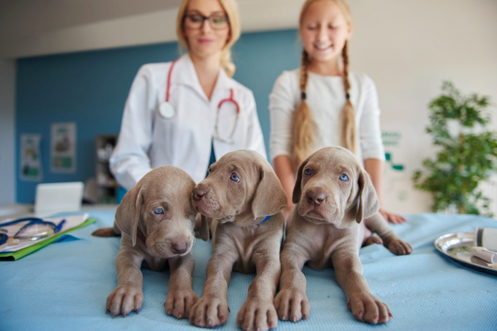 Why veterinary B2B marketing needs industry expertise
